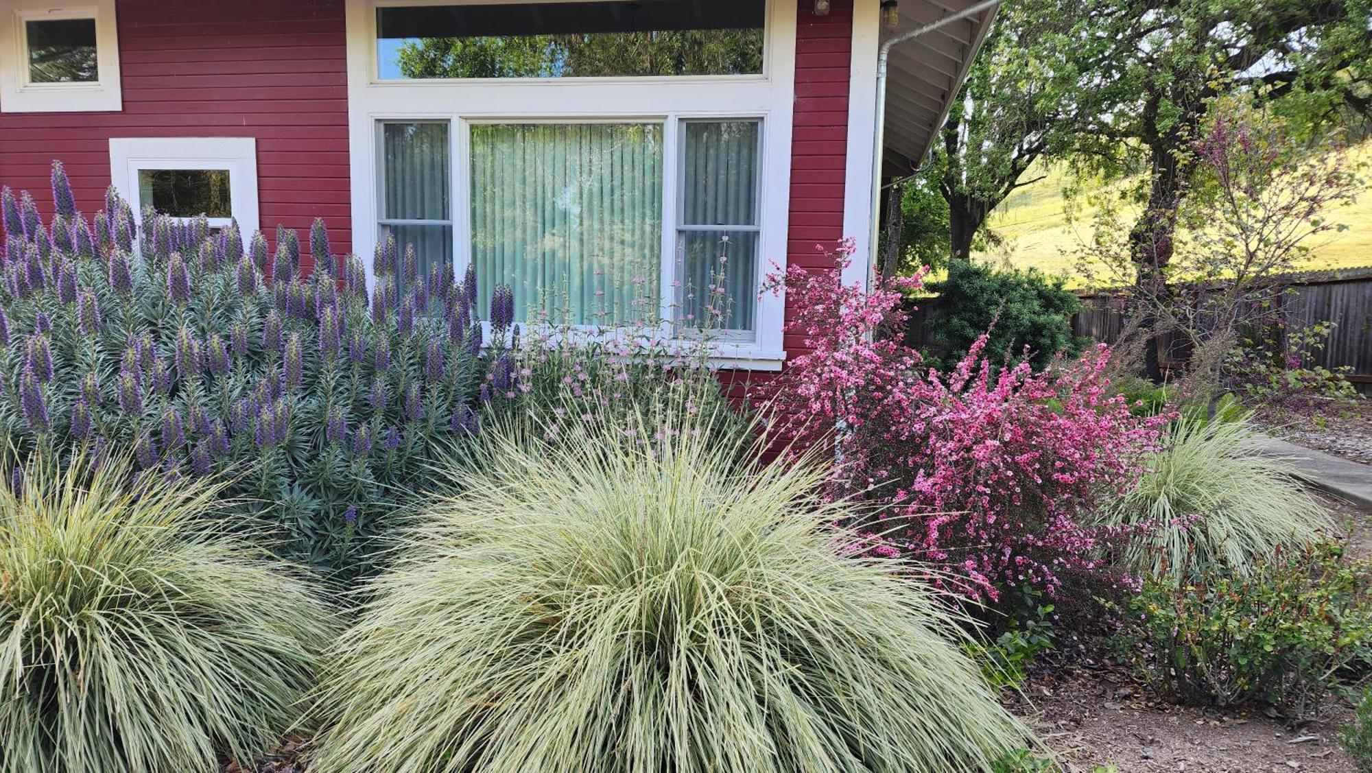 Amitabha Wine Country Cottage サンタローザ エクステリア 写真